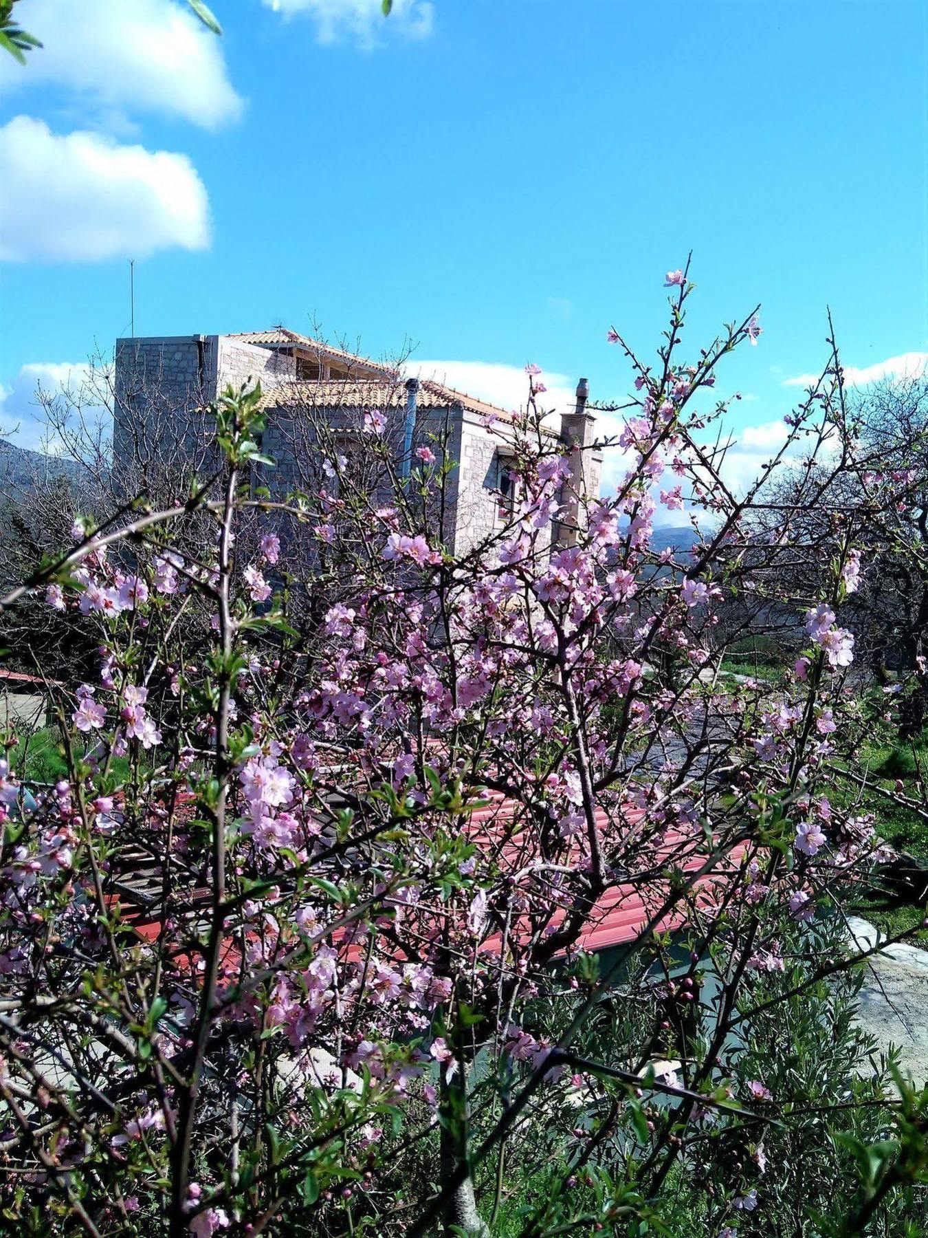 Villa Ermis - The Cretan Castello Kastellos Ngoại thất bức ảnh